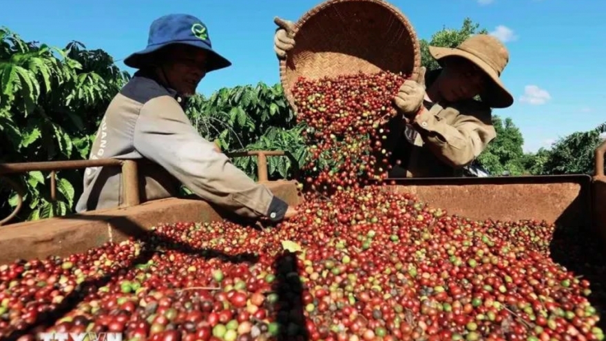 Coffee price hikes push export revenue up